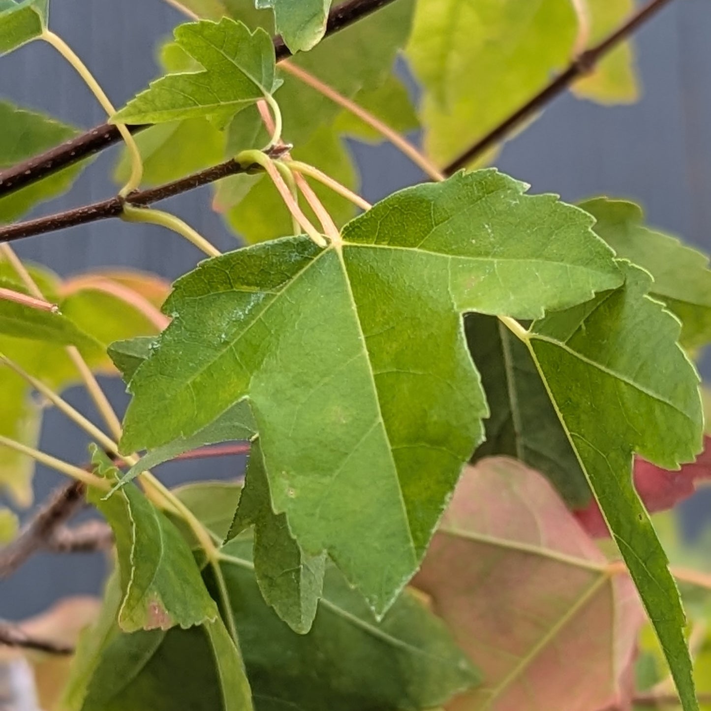 Trident Maple, Acer buergerianum, AutAb20