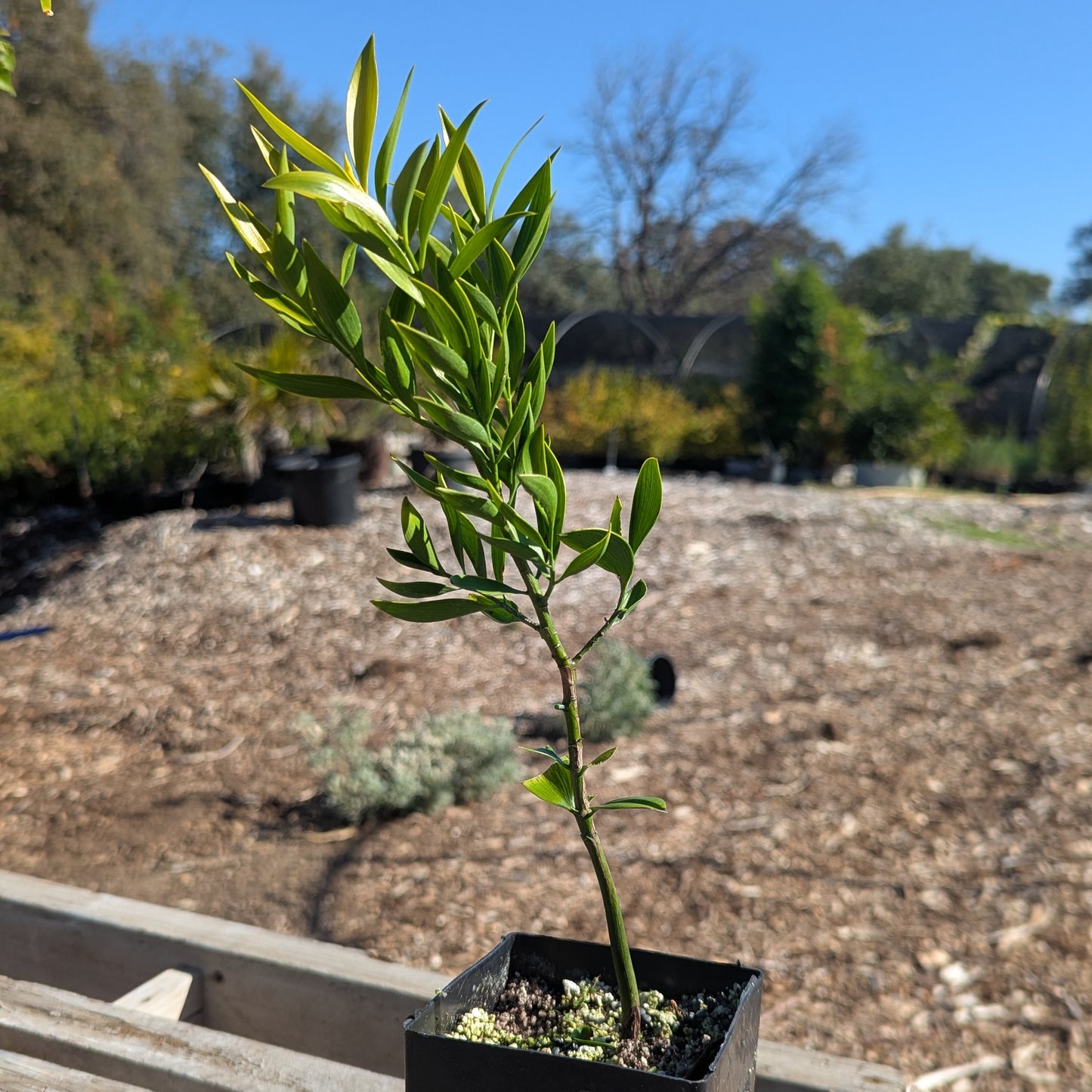 Nageia nagi, Asian Bayberry