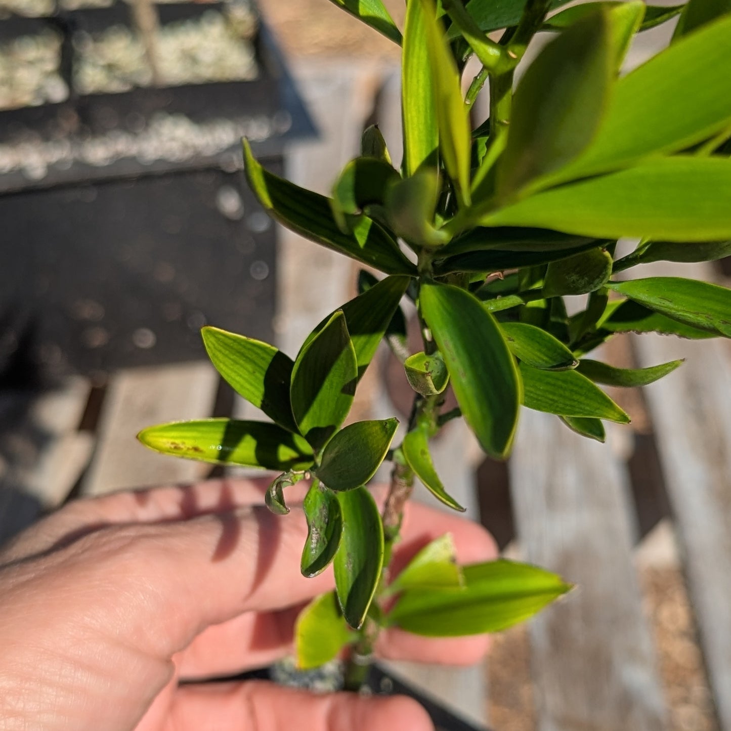 Nageia nagi, Asian Bayberry