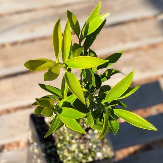 Nageia nagi, Asian Bayberry