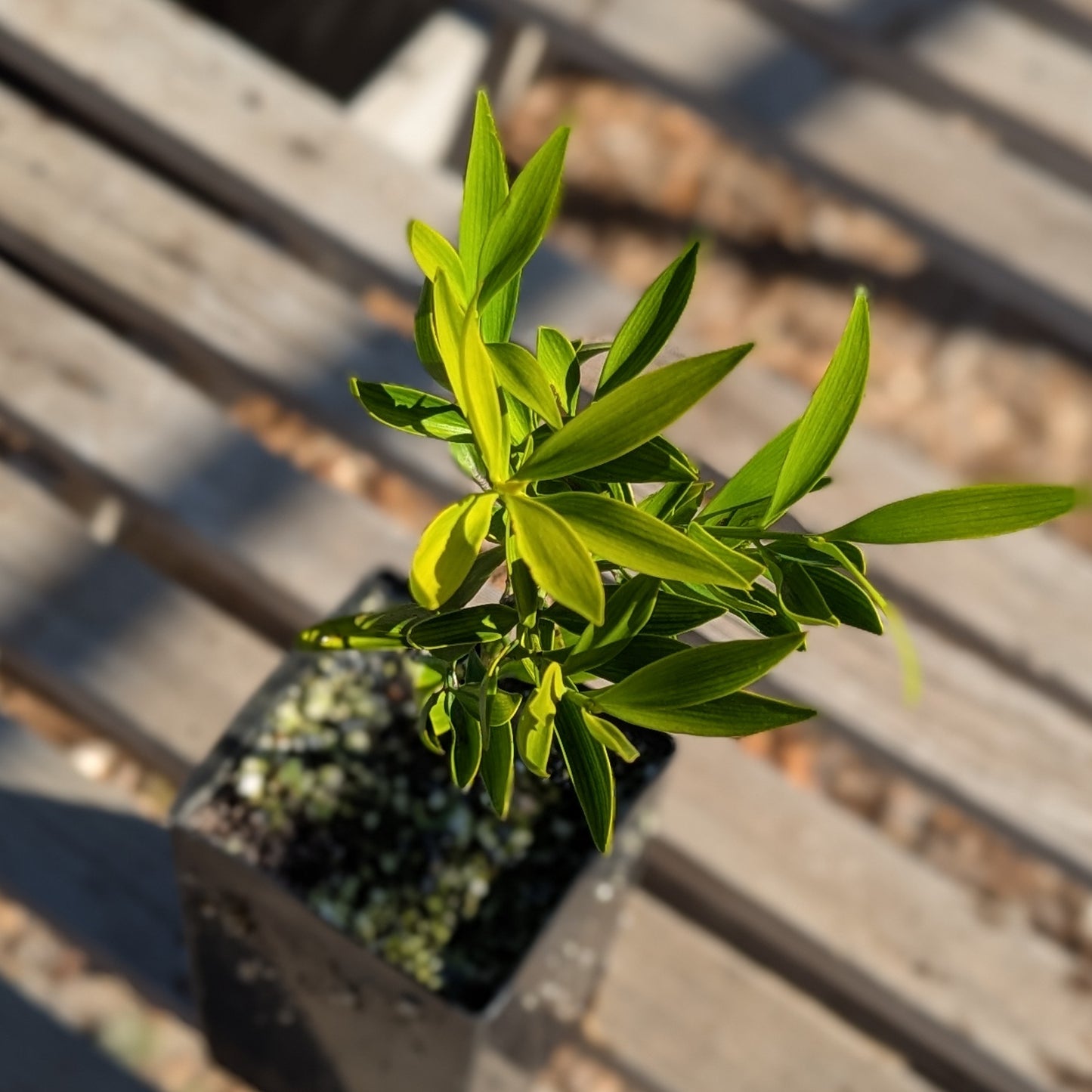 Nageia nagi, Asian Bayberry
