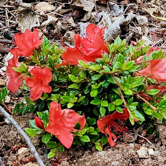 Mt. Seven Star Azalea, Rhododendron nakaharai 'Mt. Seven Star'