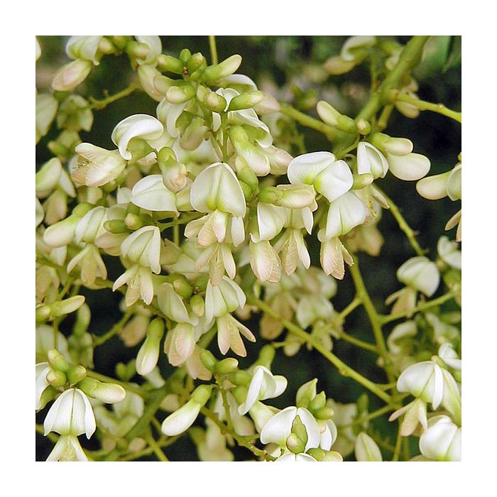 Sophora davidii, Japanese Pagoda Tree
