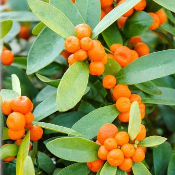 Fortunella hindsii, Pea Kumquat