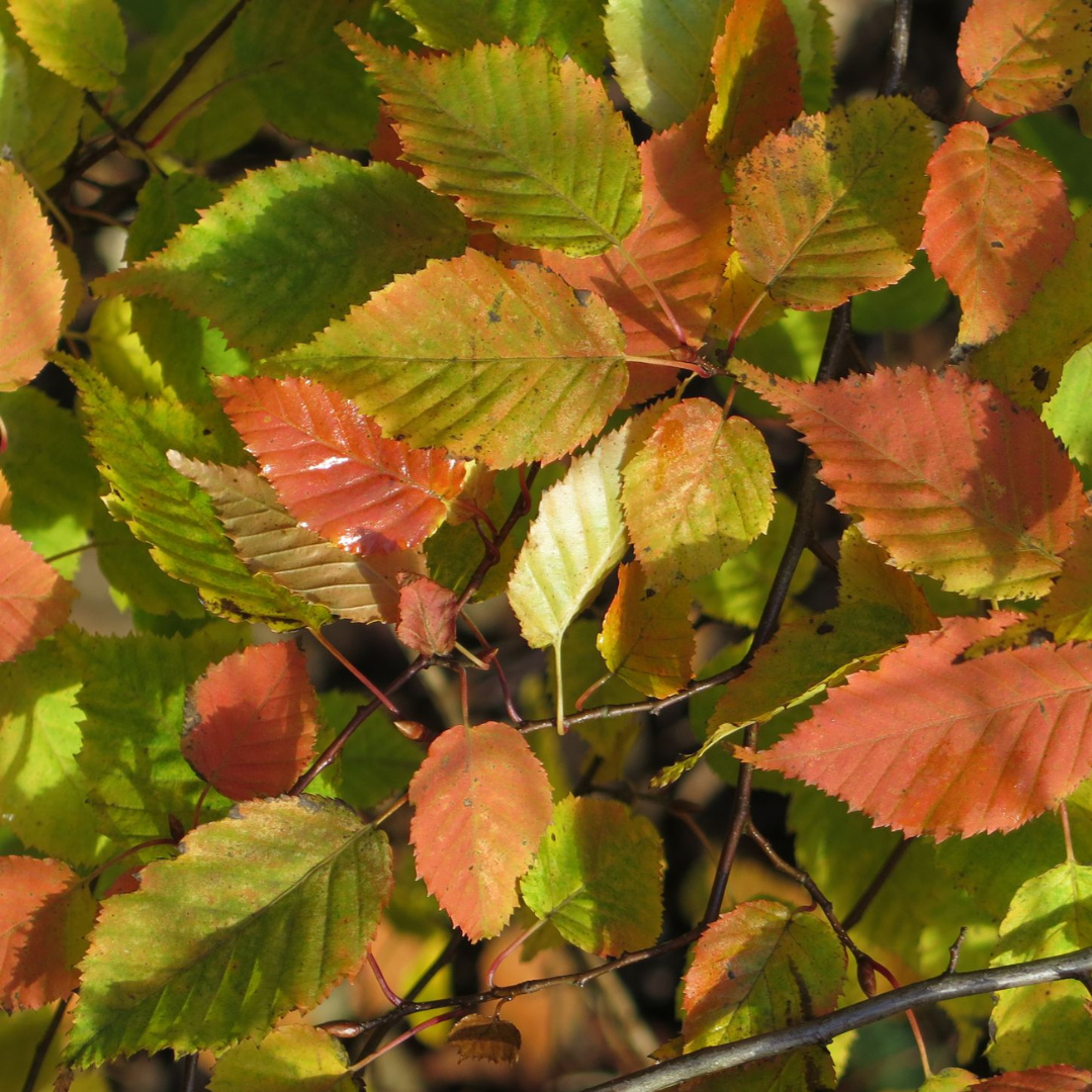 Carpinus laxiflora, Loose Flower Hornbeam Nursery Start