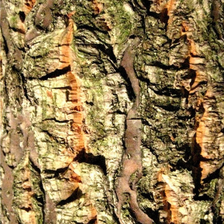 Chinese cork oak, Quercus variabilis.