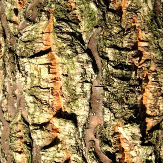 Chinese cork oak, Quercus variabilis.