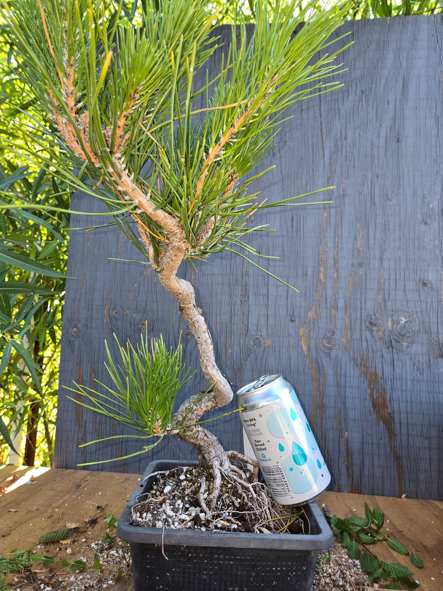 Japanese Black Pine 'Mikawa' AUG 01, Bunjin Style
