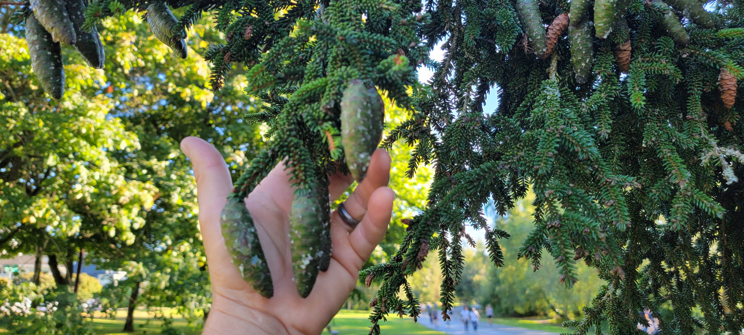 Picea orientalis cones