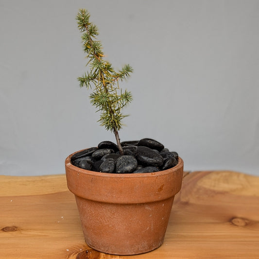 Cedrus atlantica 'Glauca' Seedling, Blue Atlas Cedar Seedling.