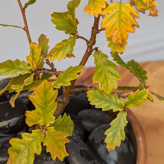 Quercus faginea, Portuguese Oak.