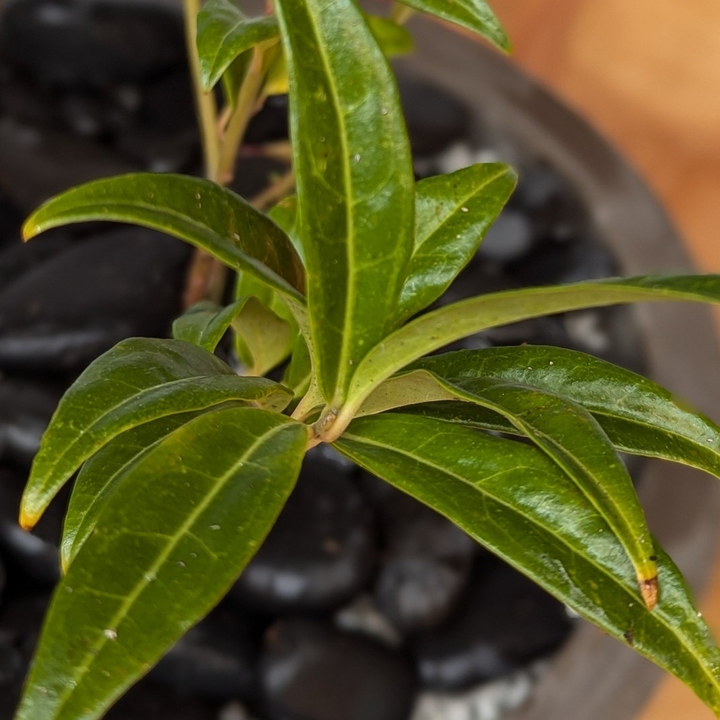 Sarcococca ruscifolia, Fragrant Sweet Box