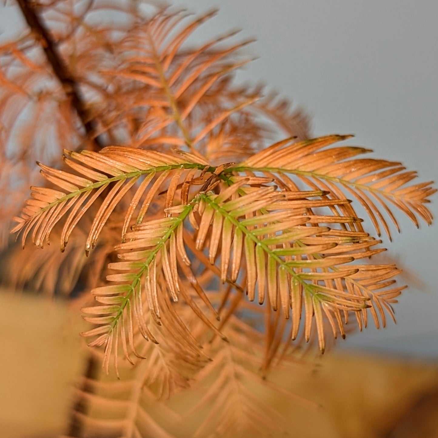 Metasequoia glyptostroboides, Dawn Redwood