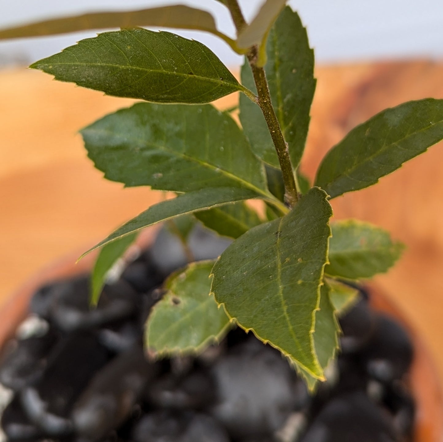 Quercus glauca, Japanese Blue Oak