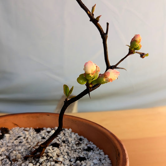 Contorted Quince 'White'
