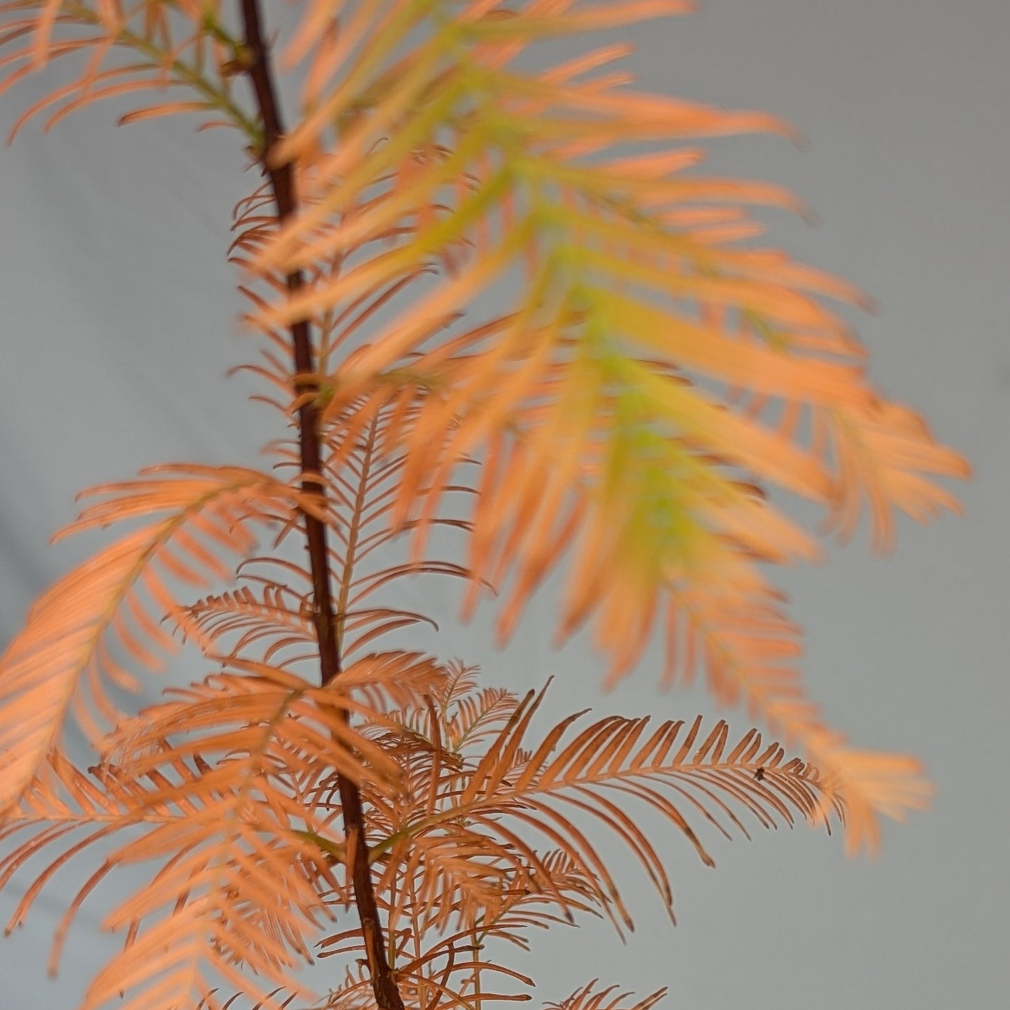 Metasequoia glyptostroboides, Dawn Redwood