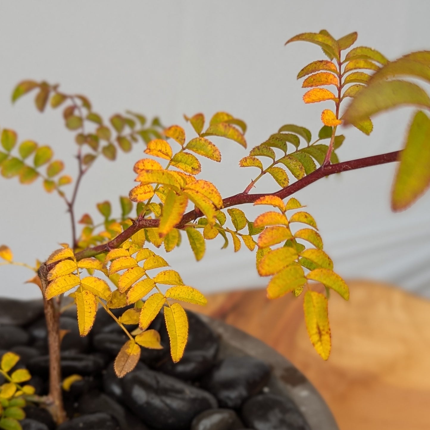 Rosa hirtula, Hakone rose.