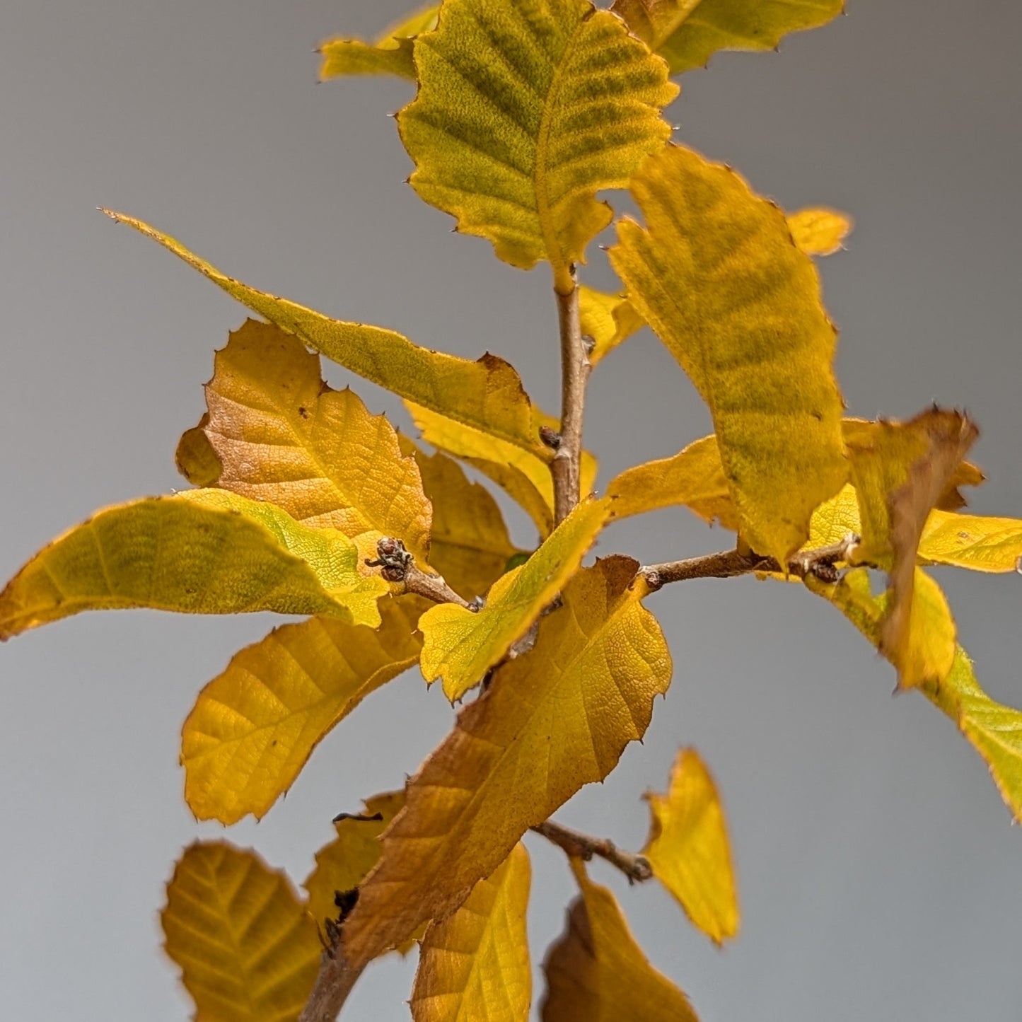 Quercus ithaburensis, Mt. Tabor Oak.