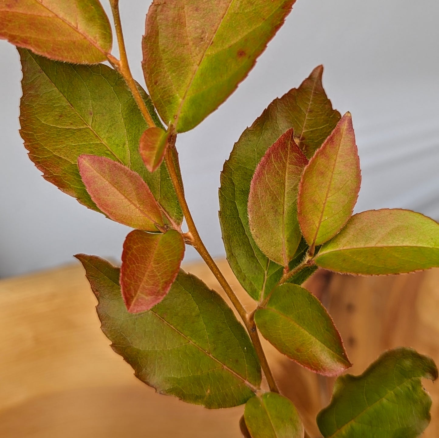 Stewartia Monadelpha, Tall Stewartia, Bonsai Start