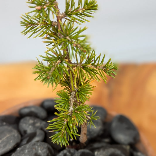 Cedrus brevifolia, Cedar of Cyprus.