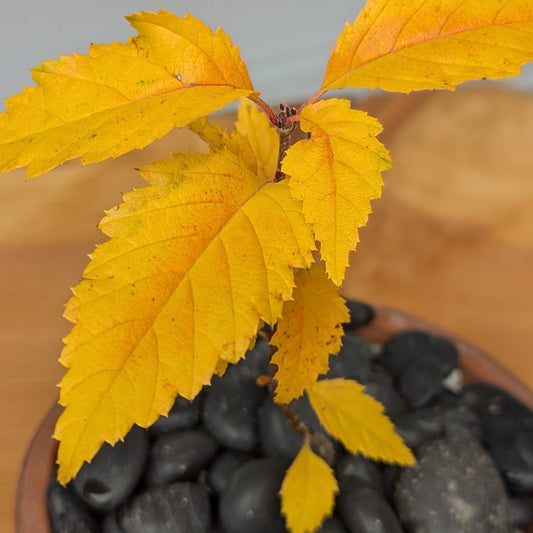 Sorbus alnifolia, Korean Mountain Ash