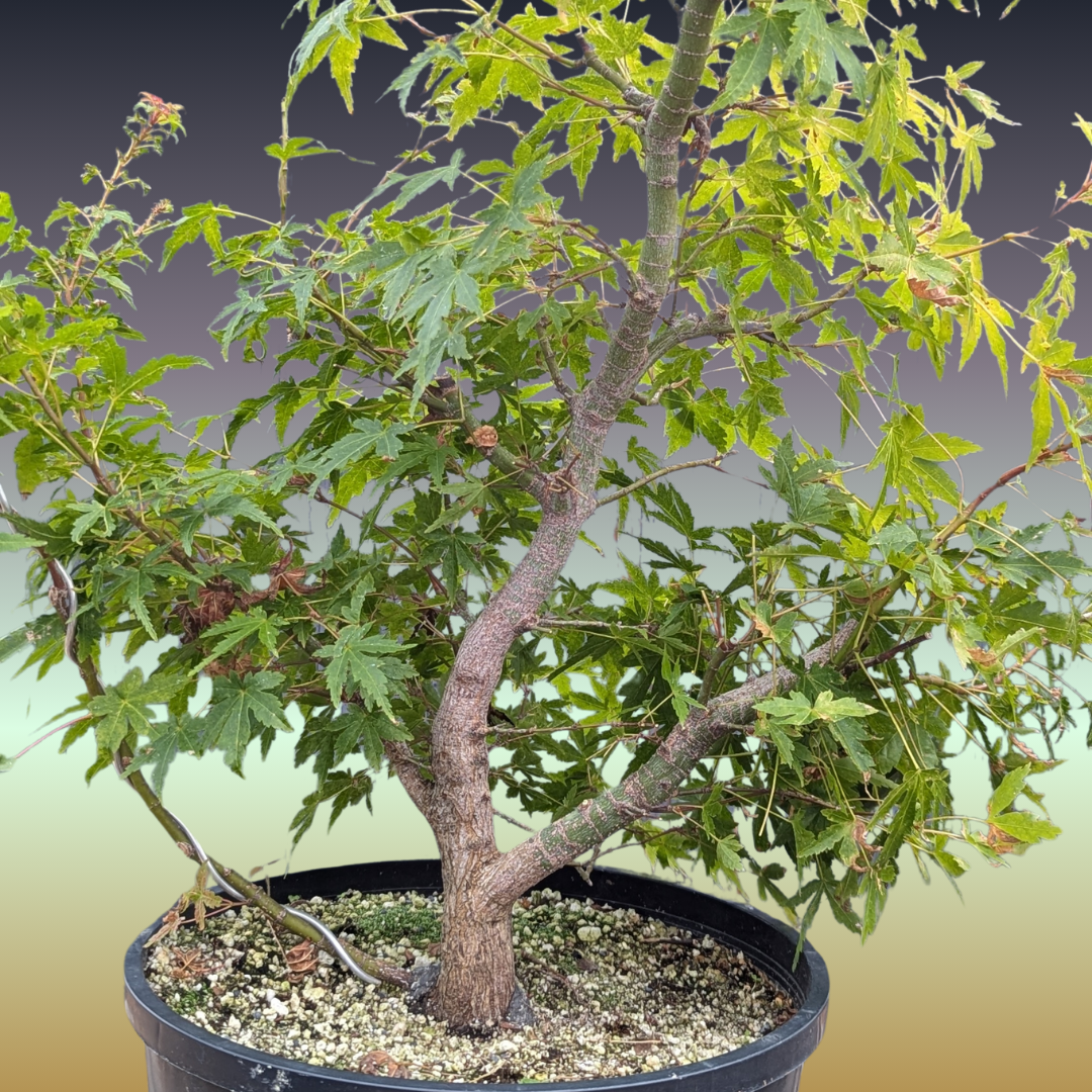 Field Grown Dwarf Japanese Maple, Acer palmatum. AutApd20