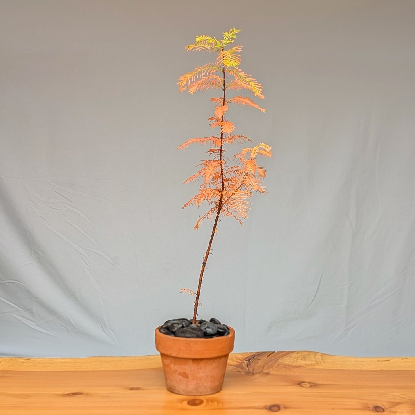 Metasequoia glyptostroboides, Dawn Redwood