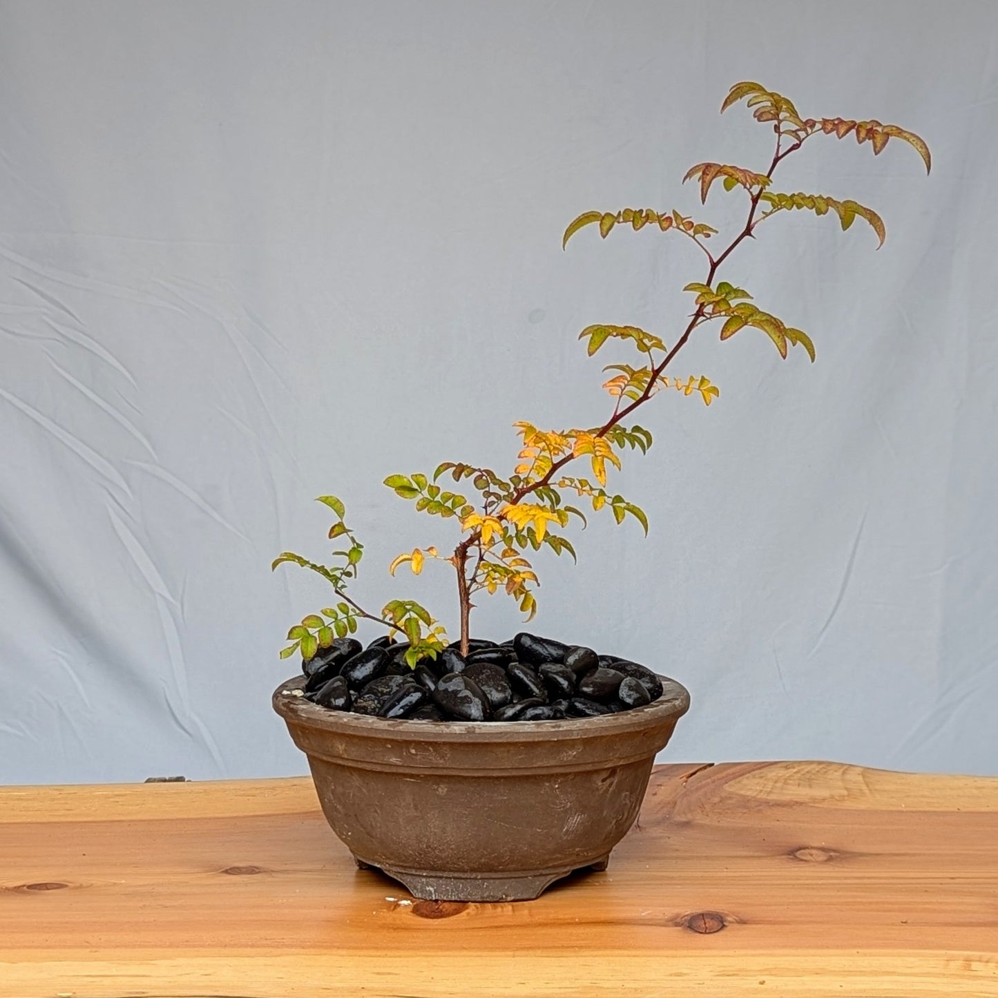 Rosa hirtula, Hakone rose.