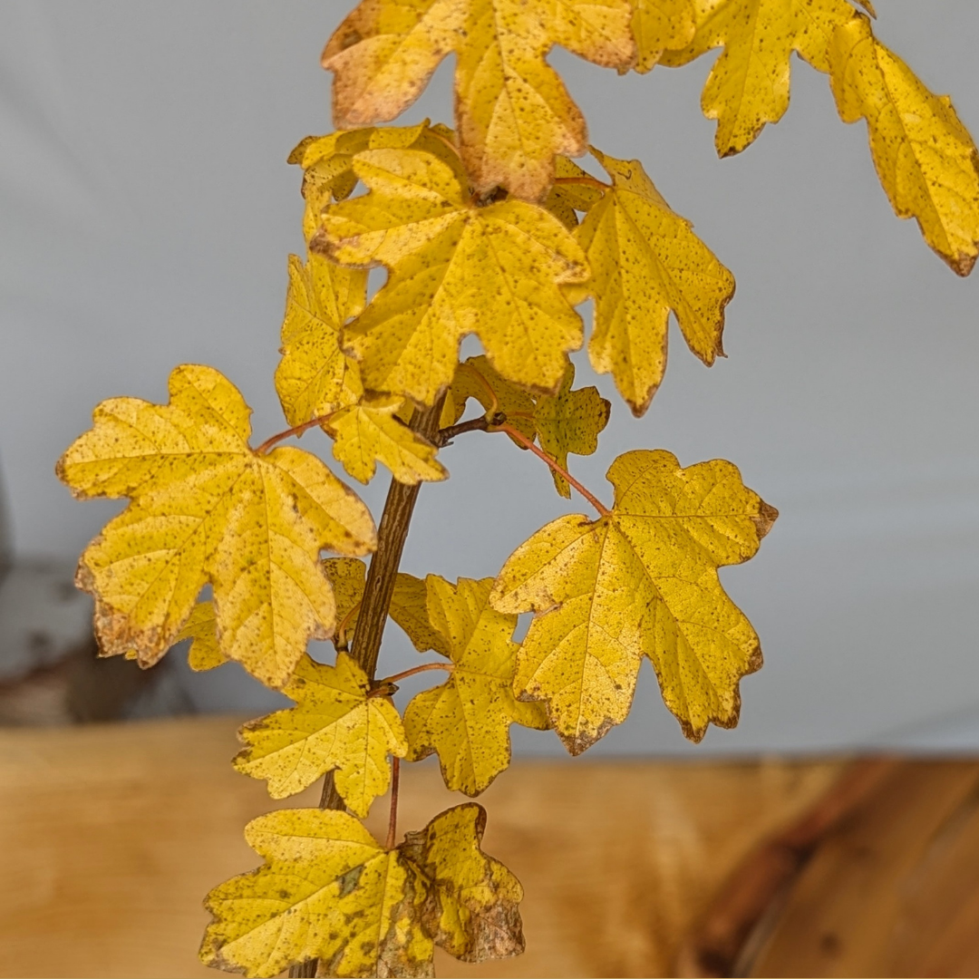 Acer campestre, Field Maple