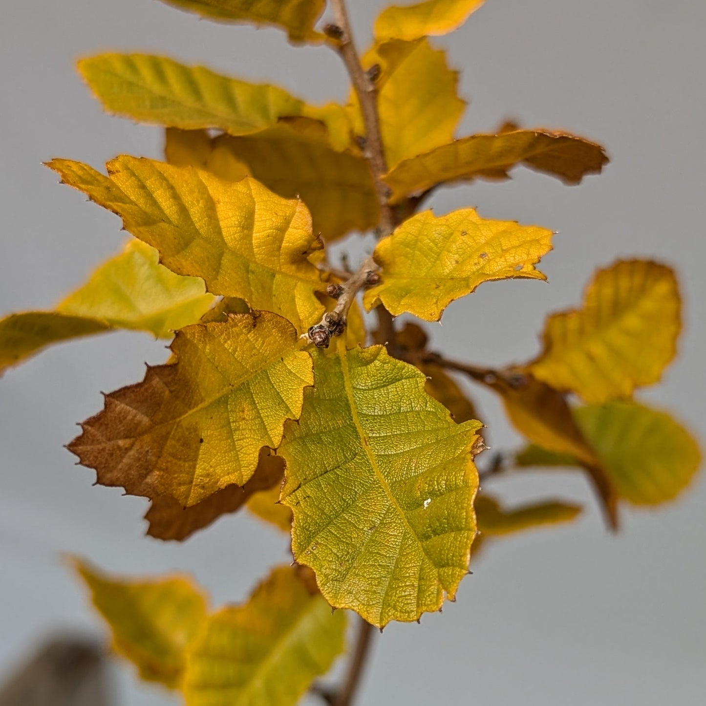 Quercus ithaburensis, Mt. Tabor Oak.