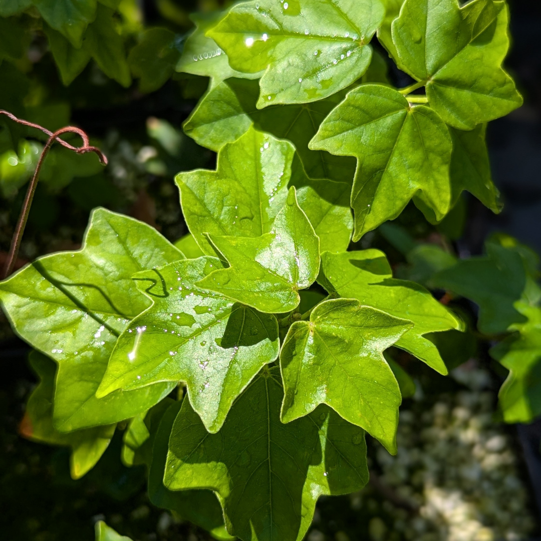 Acer campestre, Field Maple