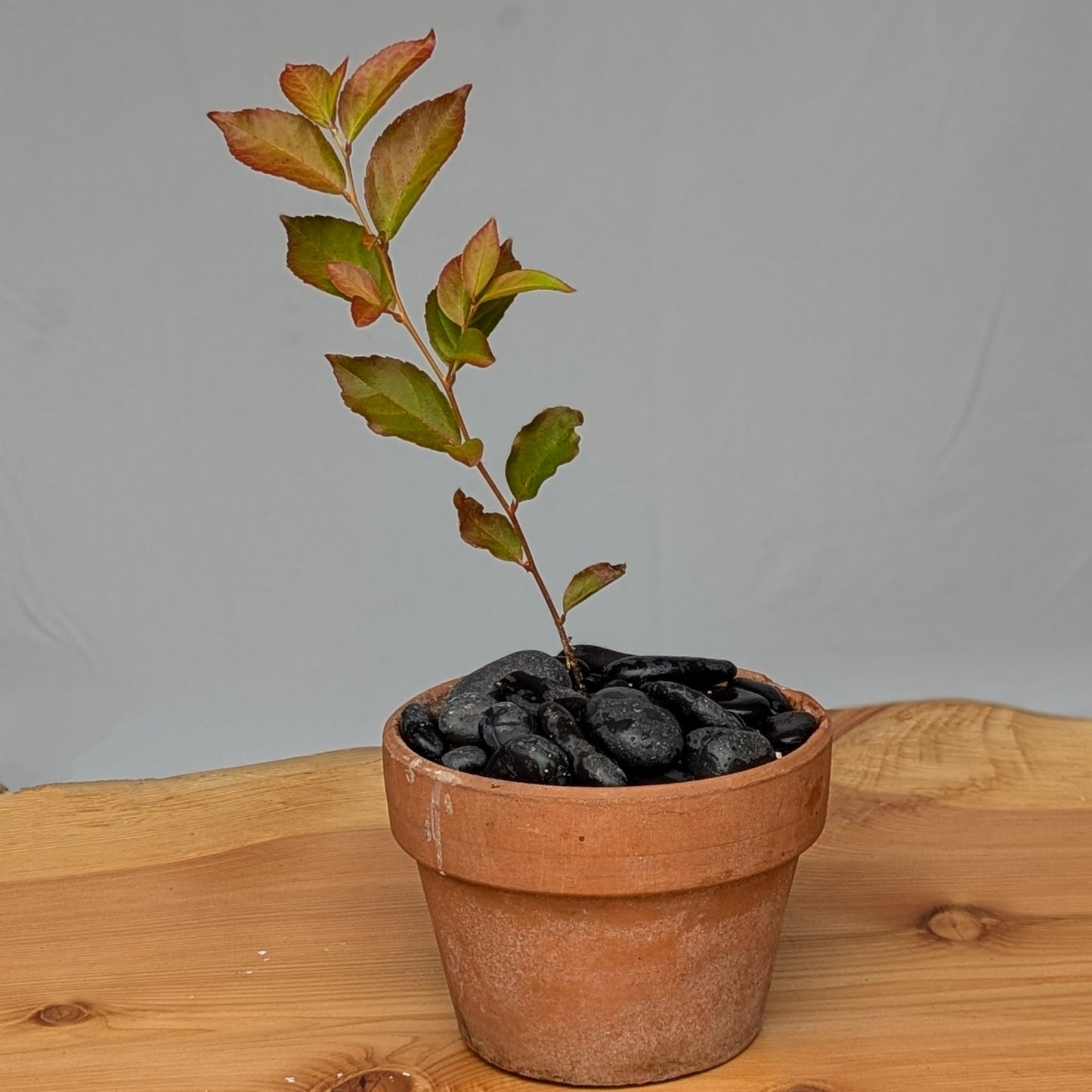 Stewartia Monadelpha, Tall Stewartia, Bonsai Start