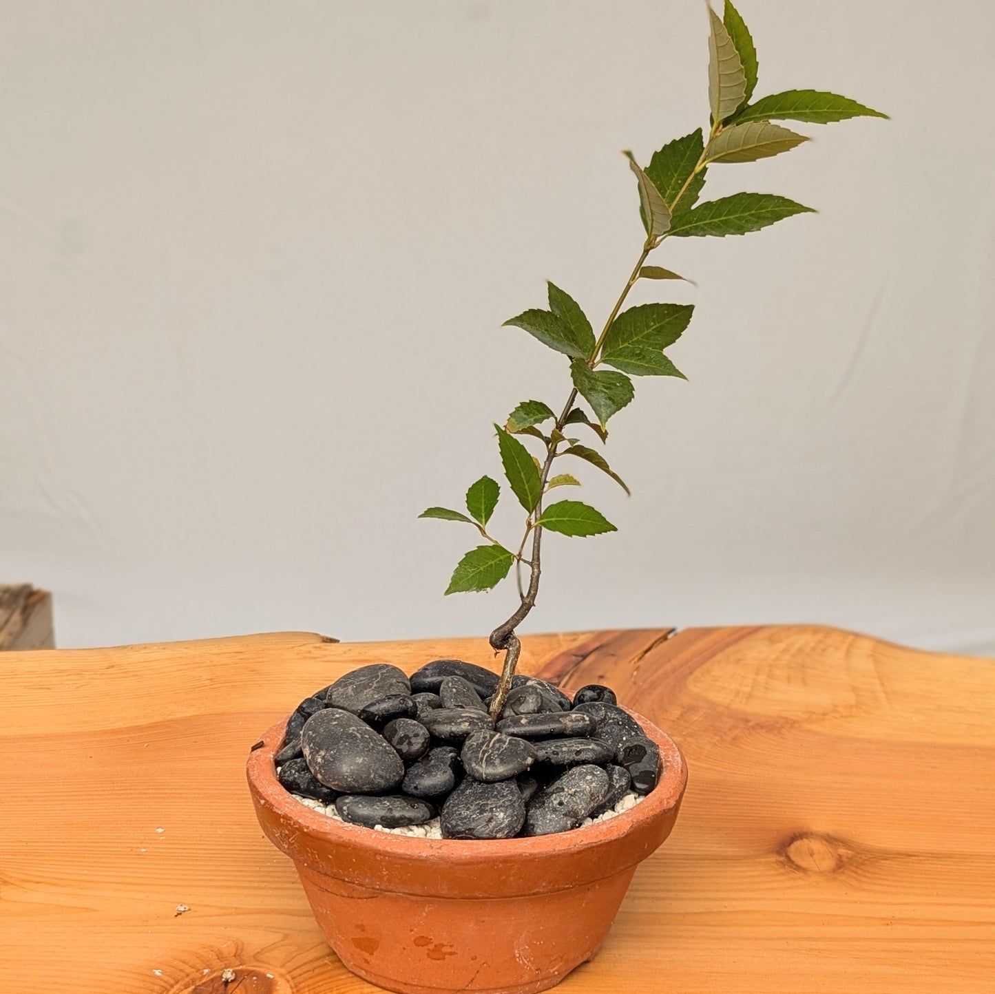 Quercus glauca, Japanese Blue Oak