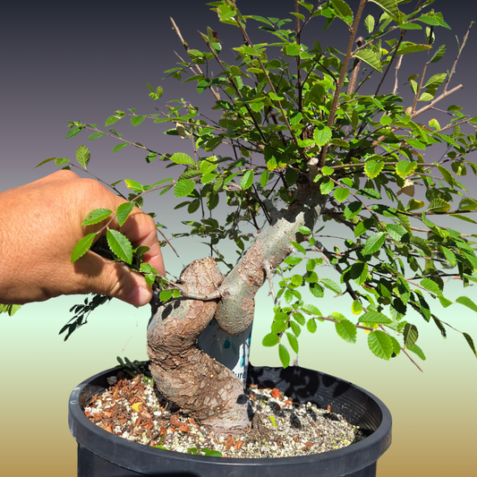 Chinese Elm, Ulmus parvifolia