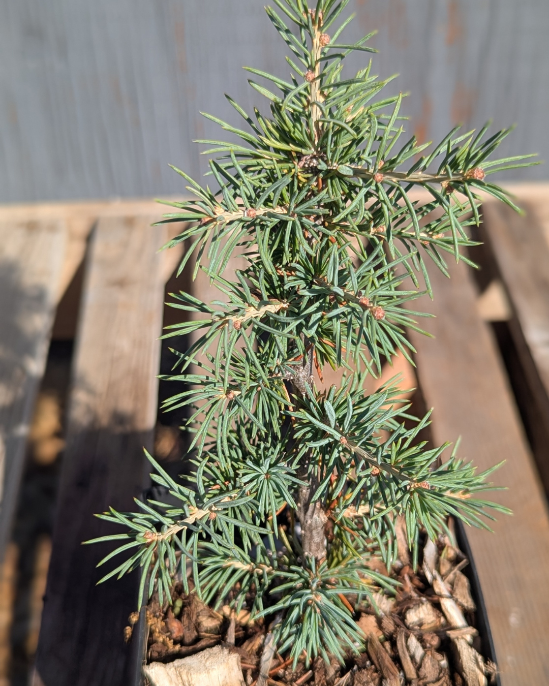 Cedrus atlantica 'Glauca' Seedling, Blue Atlas Cedar Seedling.