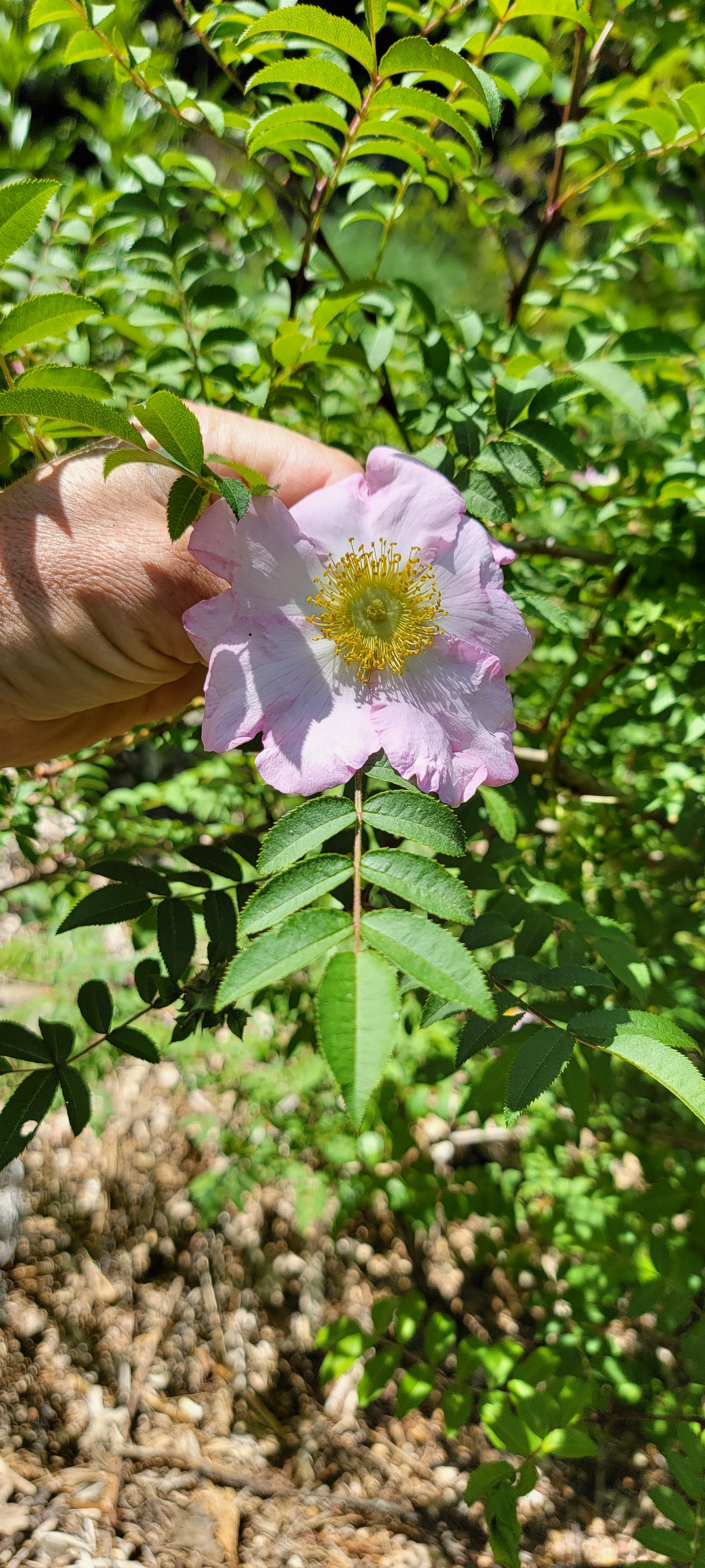 Rosa hirtula, Hakone rose.