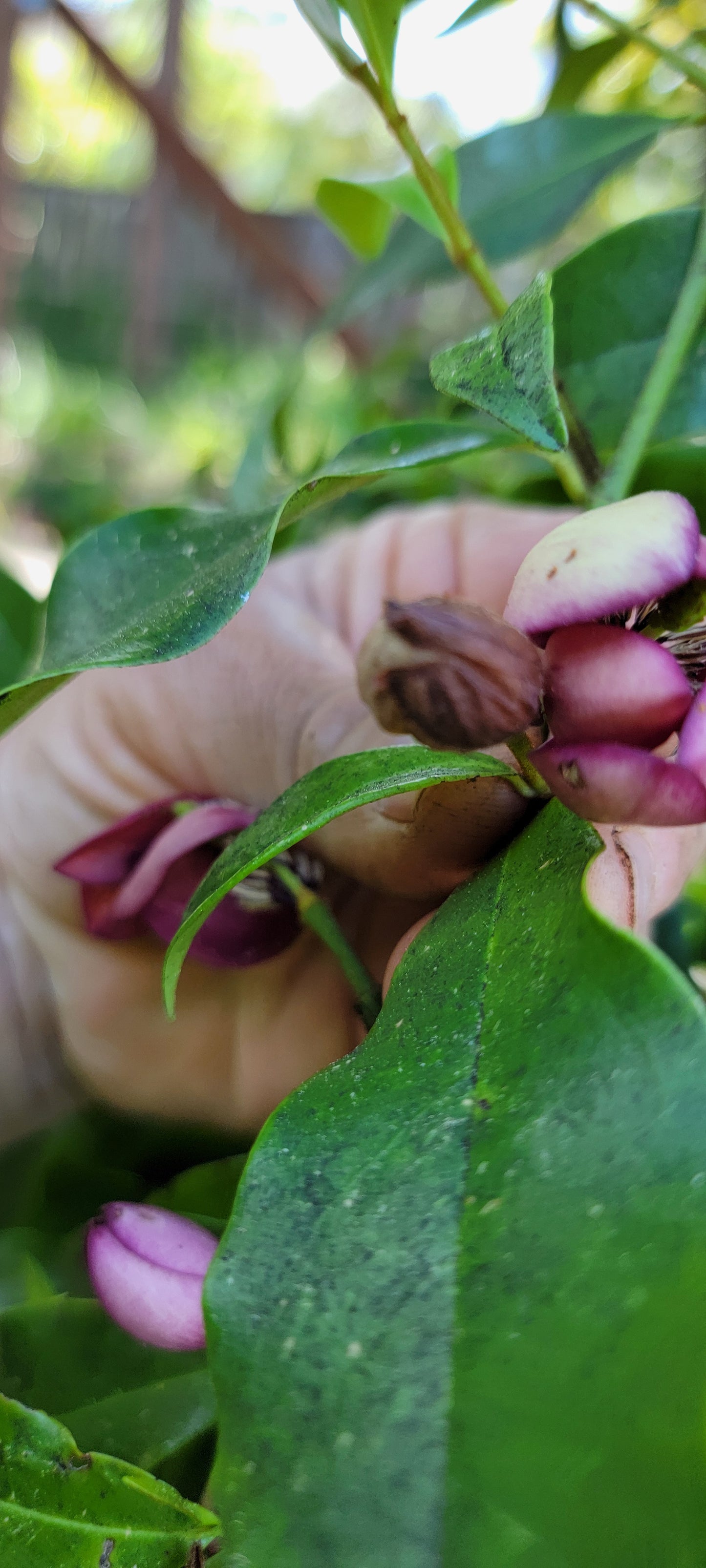 Magnolia figo 'Port Wine', Banana Shrub.