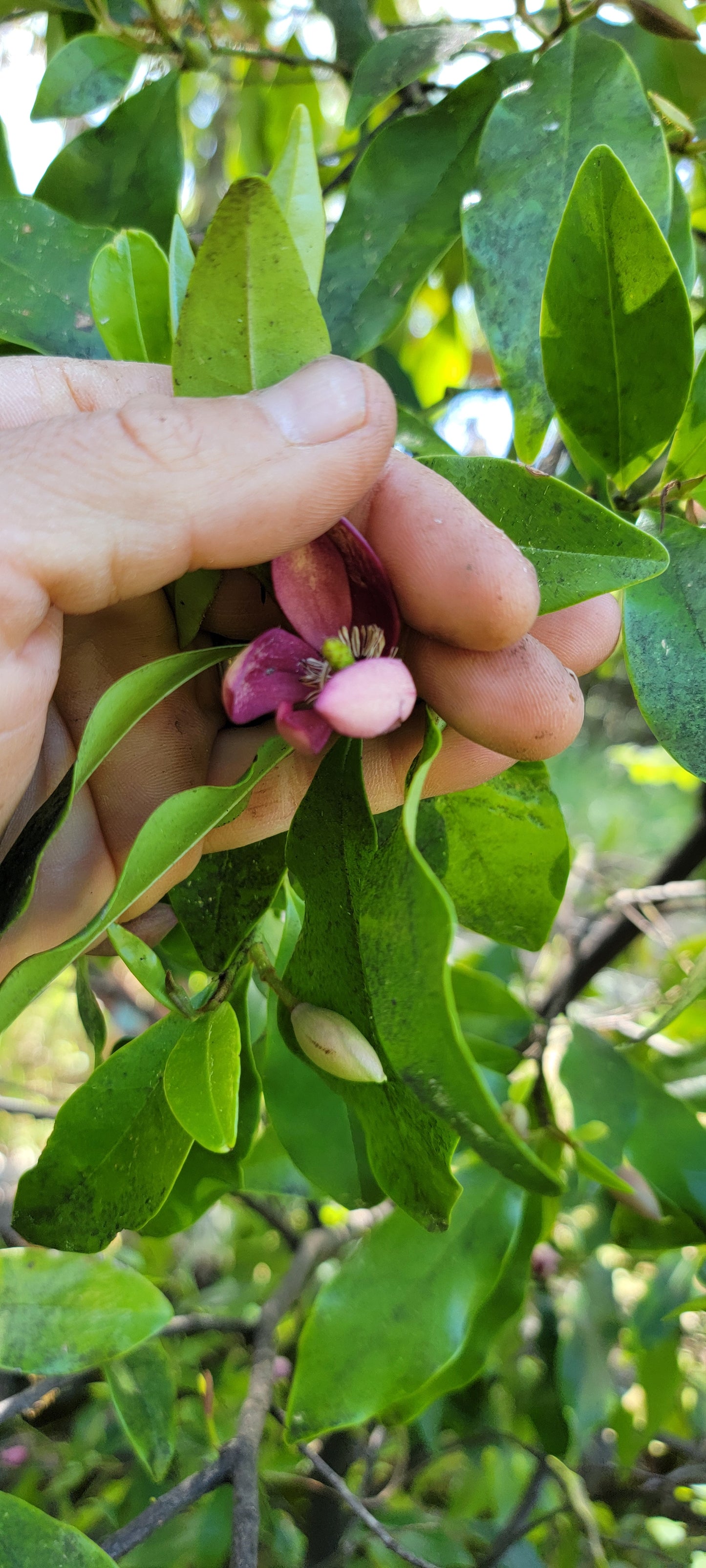 Magnolia figo 'Port Wine', Banana Shrub.