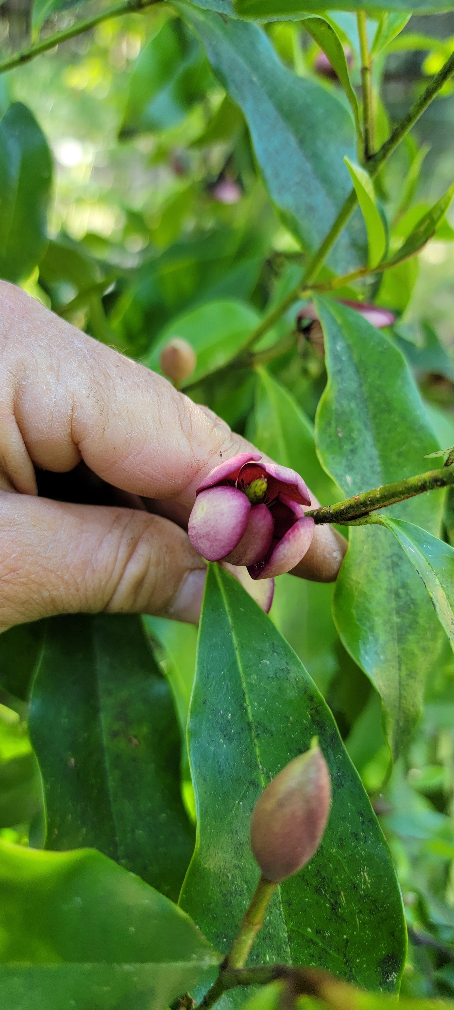 Magnolia figo 'Port Wine', Banana Shrub.