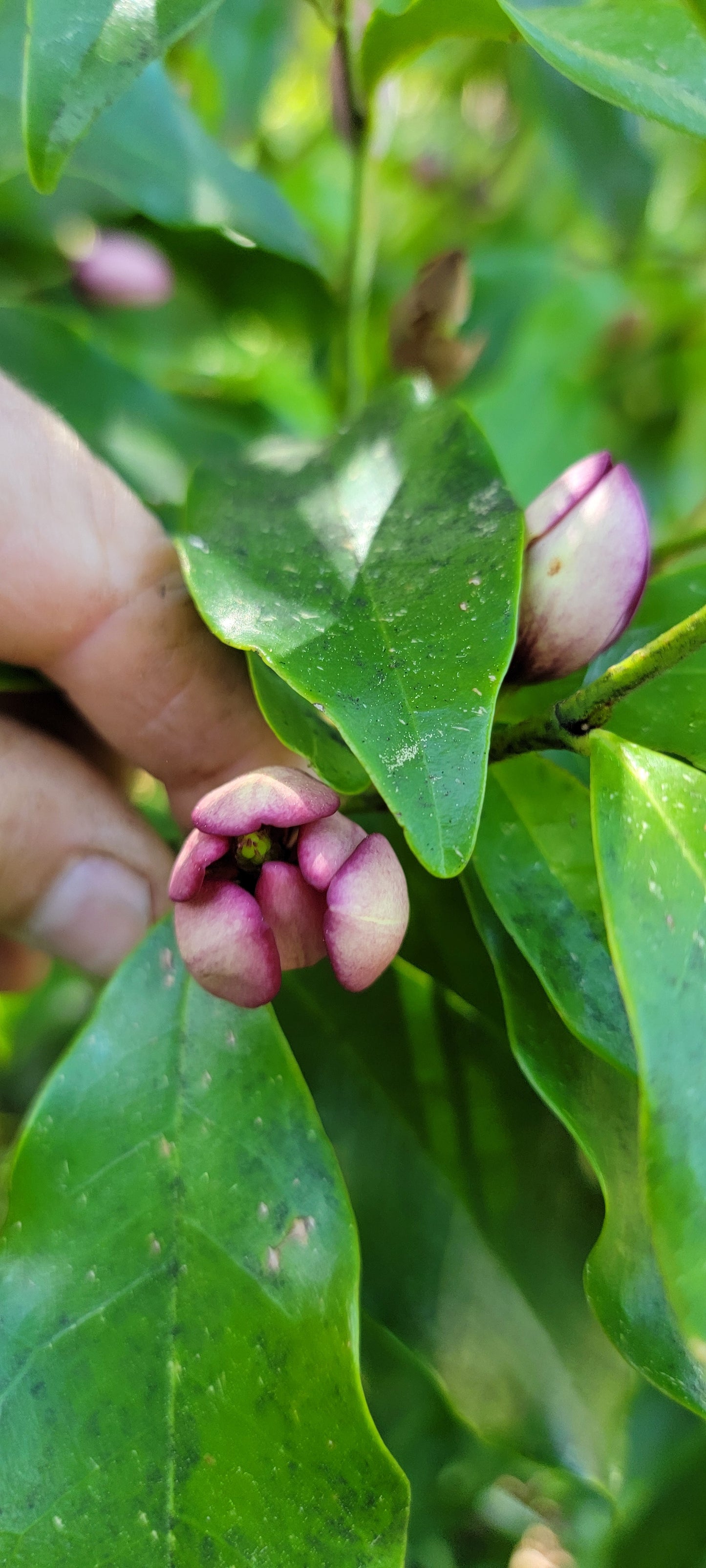 Magnolia figo 'Port Wine', Banana Shrub.