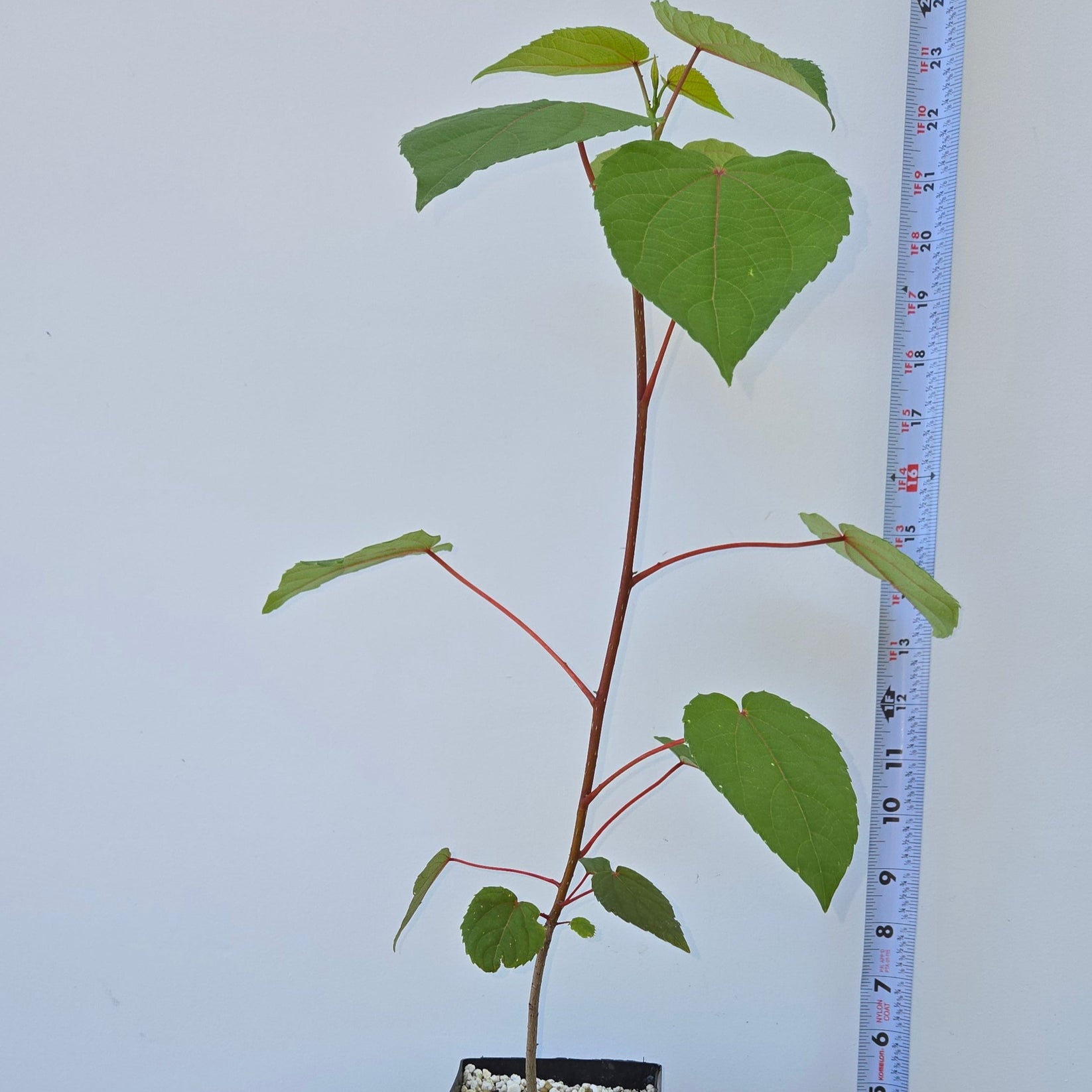 Idesia polycarpa, Wonder tree, Igiri tree. – Cedar Rose Nursery