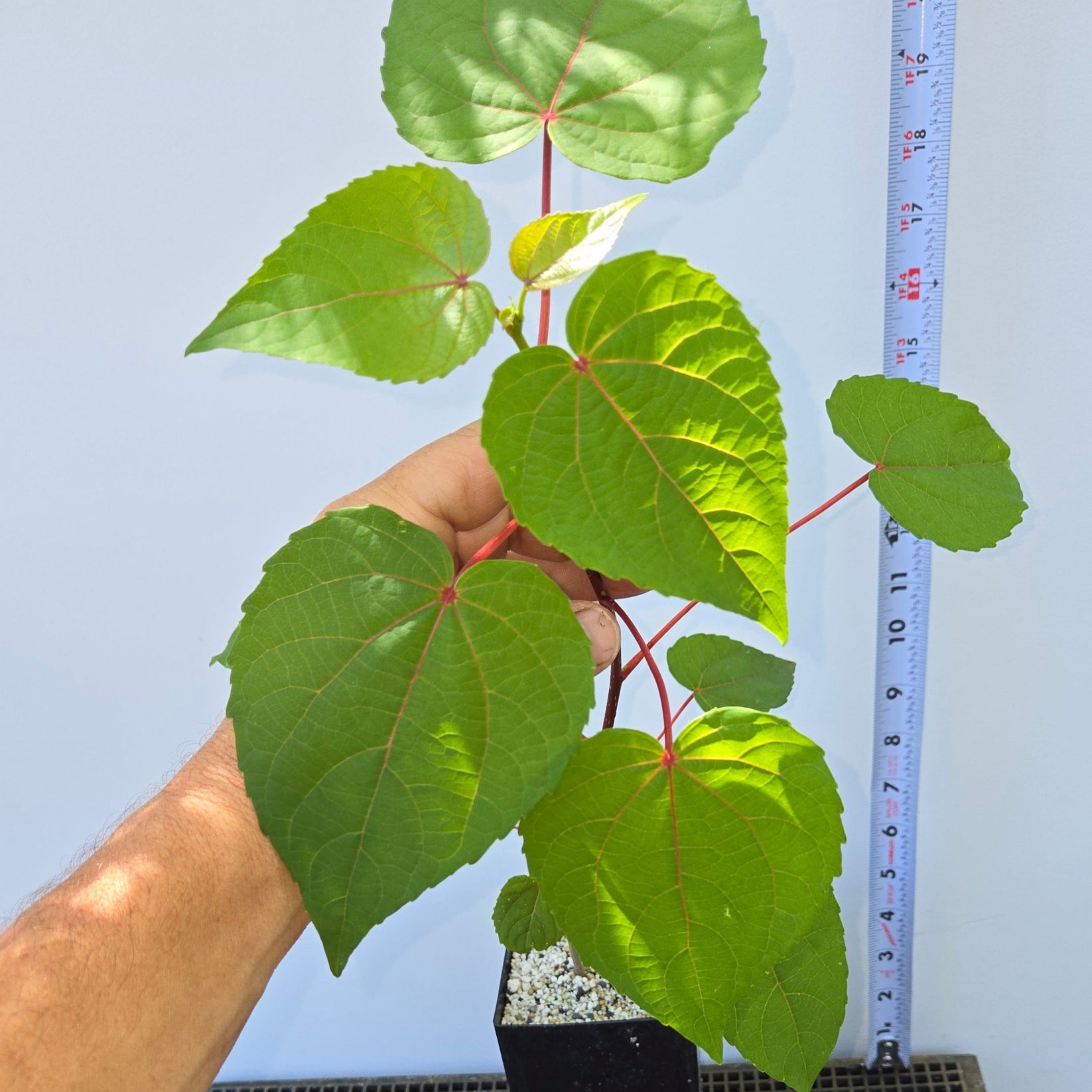 Idesia polycarpa, Wonder tree, Igiri tree. – Cedar Rose Nursery