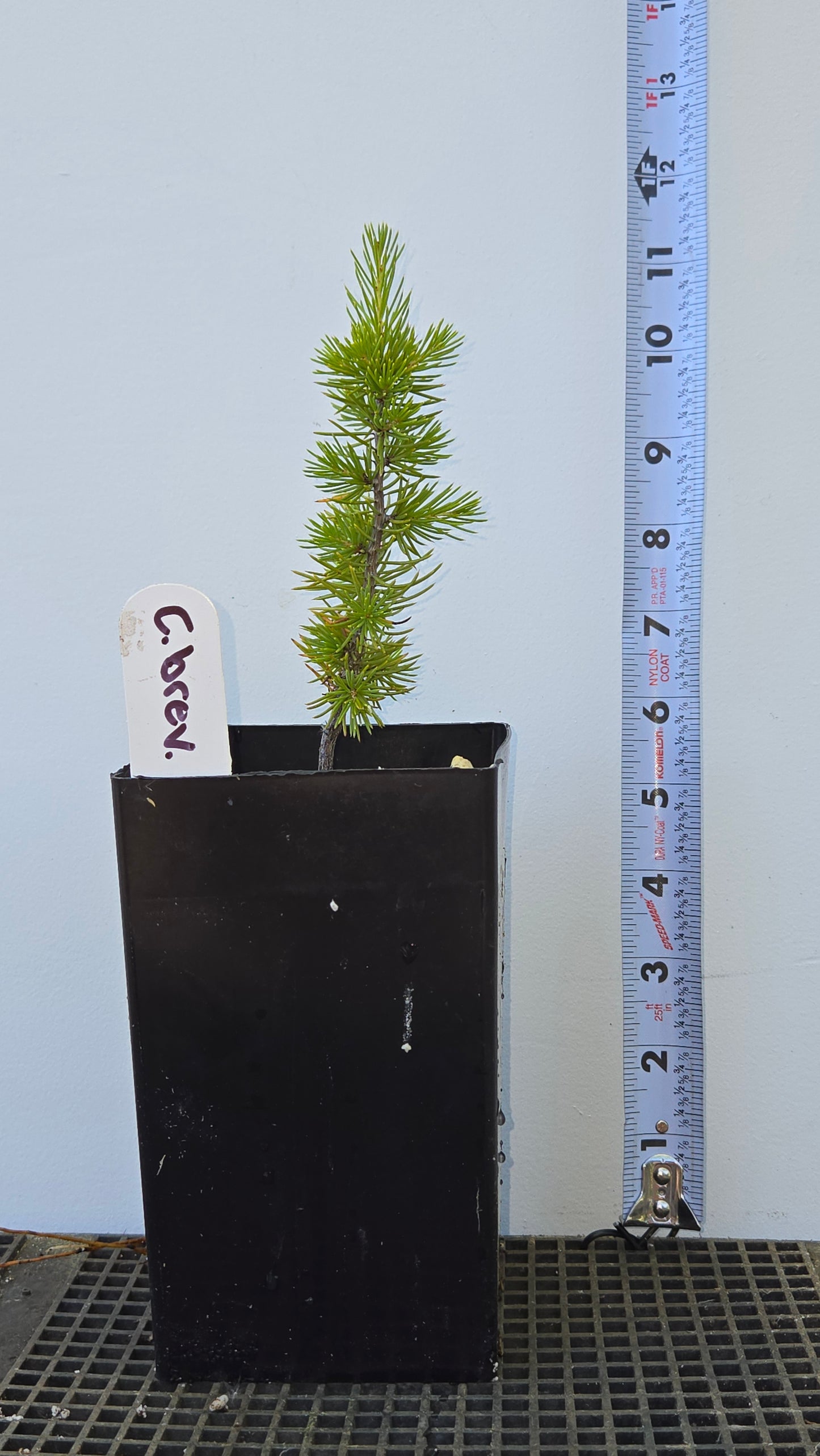 Cedrus brevifolia, Cedar of Cyprus.