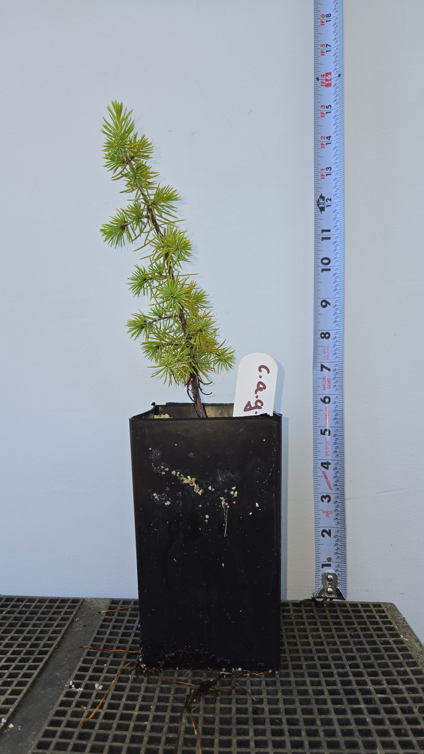 Cedrus atlantica 'Glauca' Seedling, Blue Atlas Cedar Seedling.