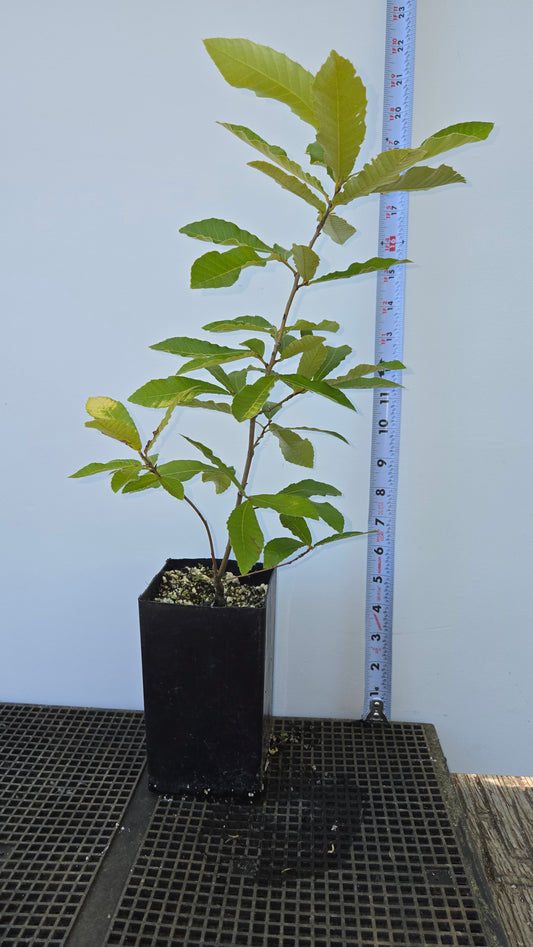 Quercus variabilis, Chinese Cork Oak.