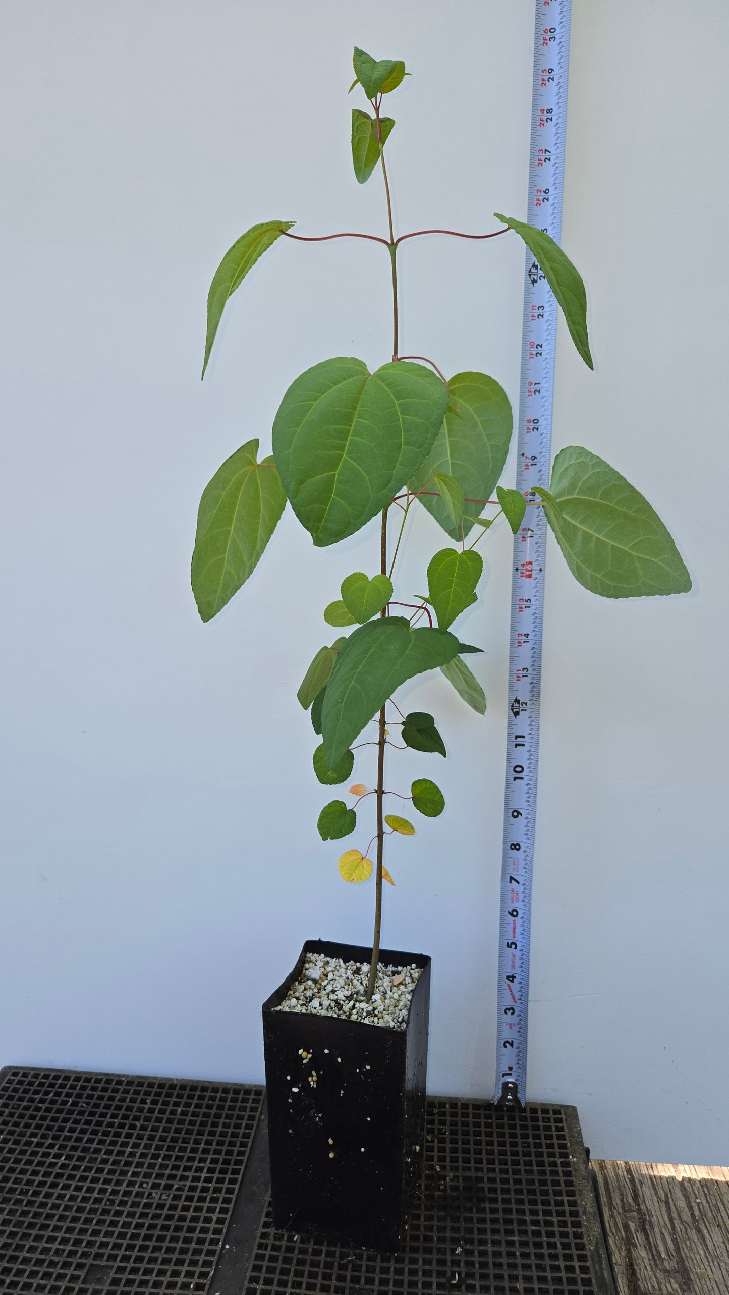 Cercidiphyllum japonicum, Katsura tree.