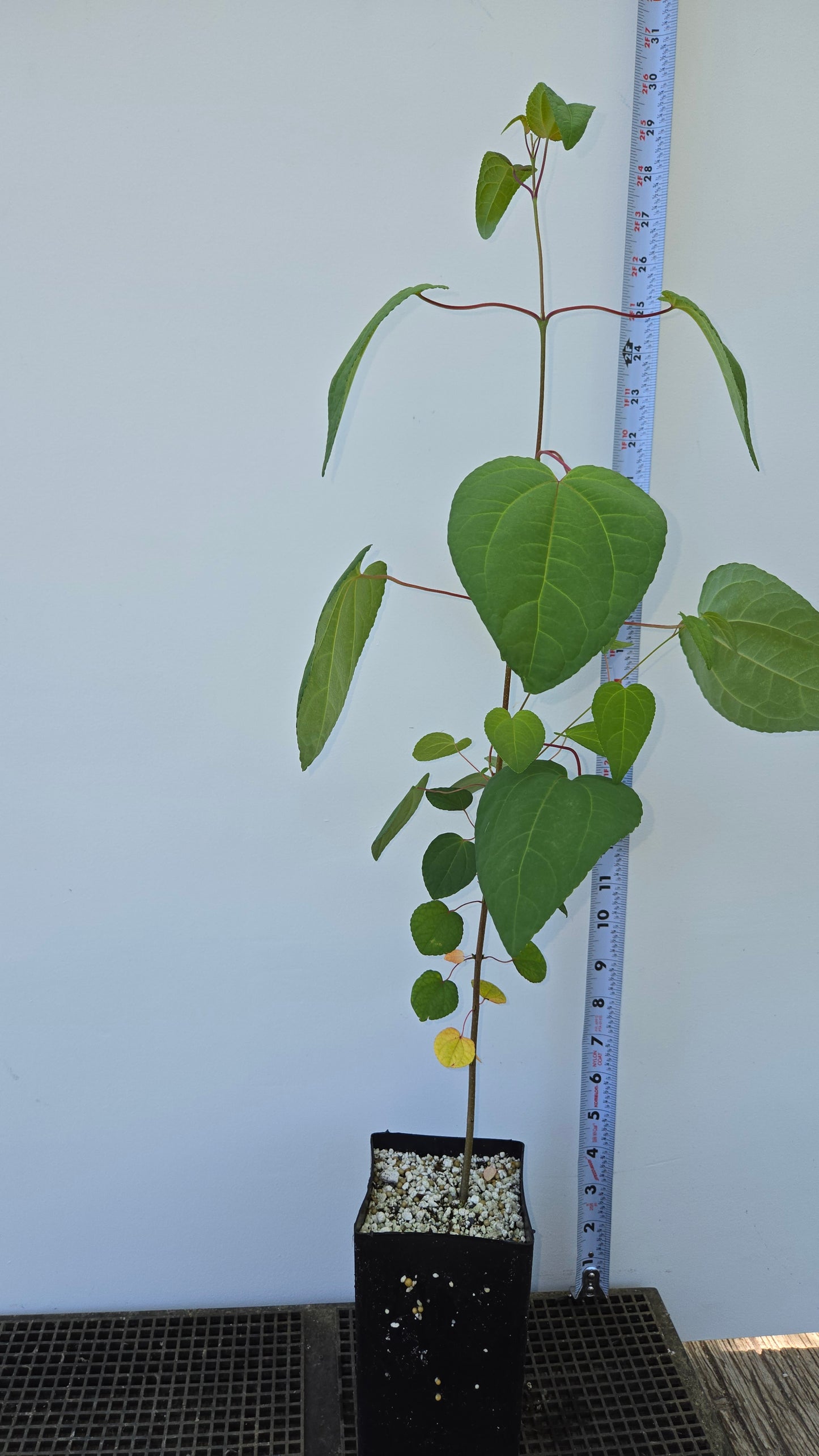 Cercidiphyllum japonicum, Katsura tree.