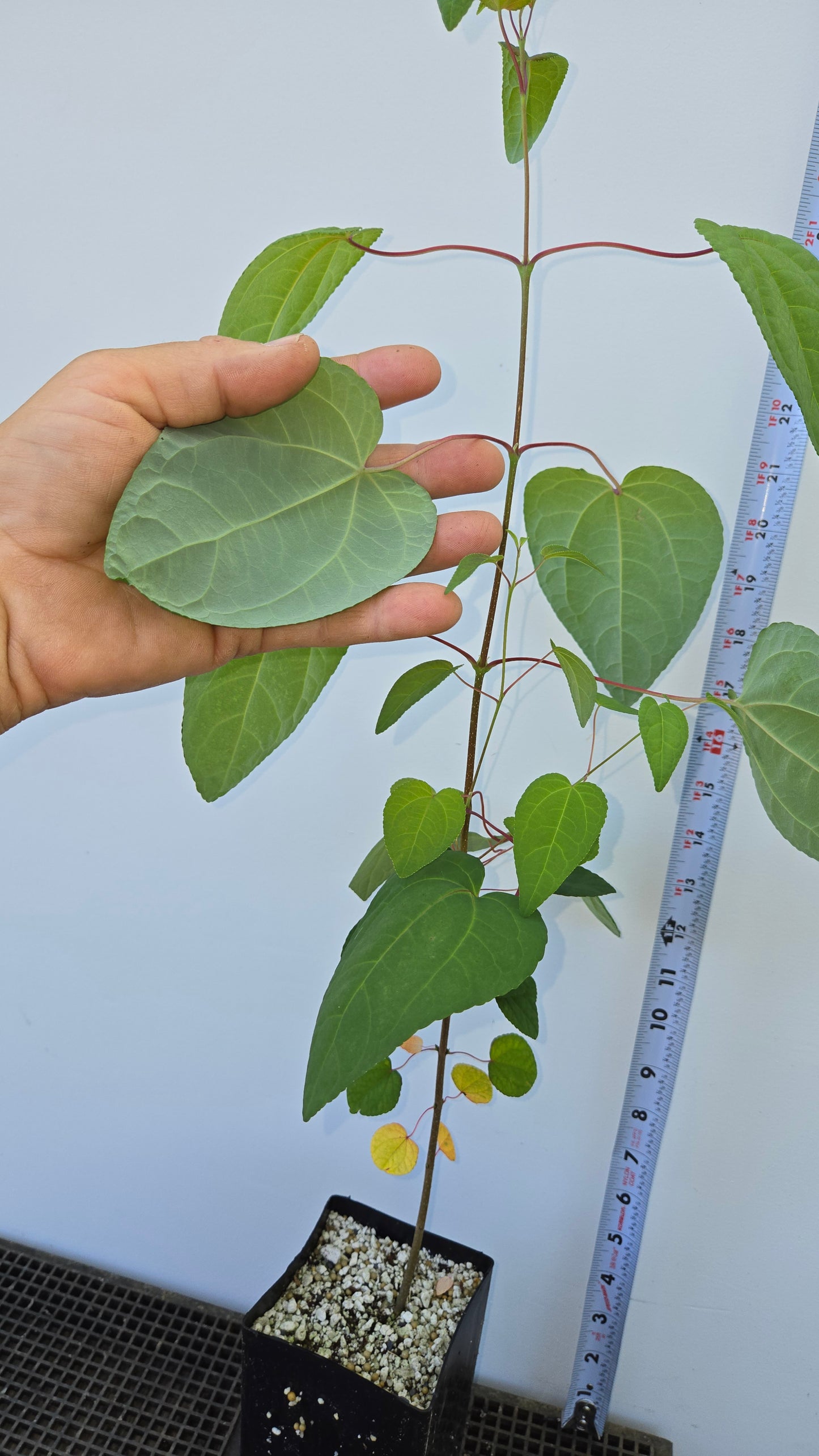 Cercidiphyllum japonicum, Katsura tree.