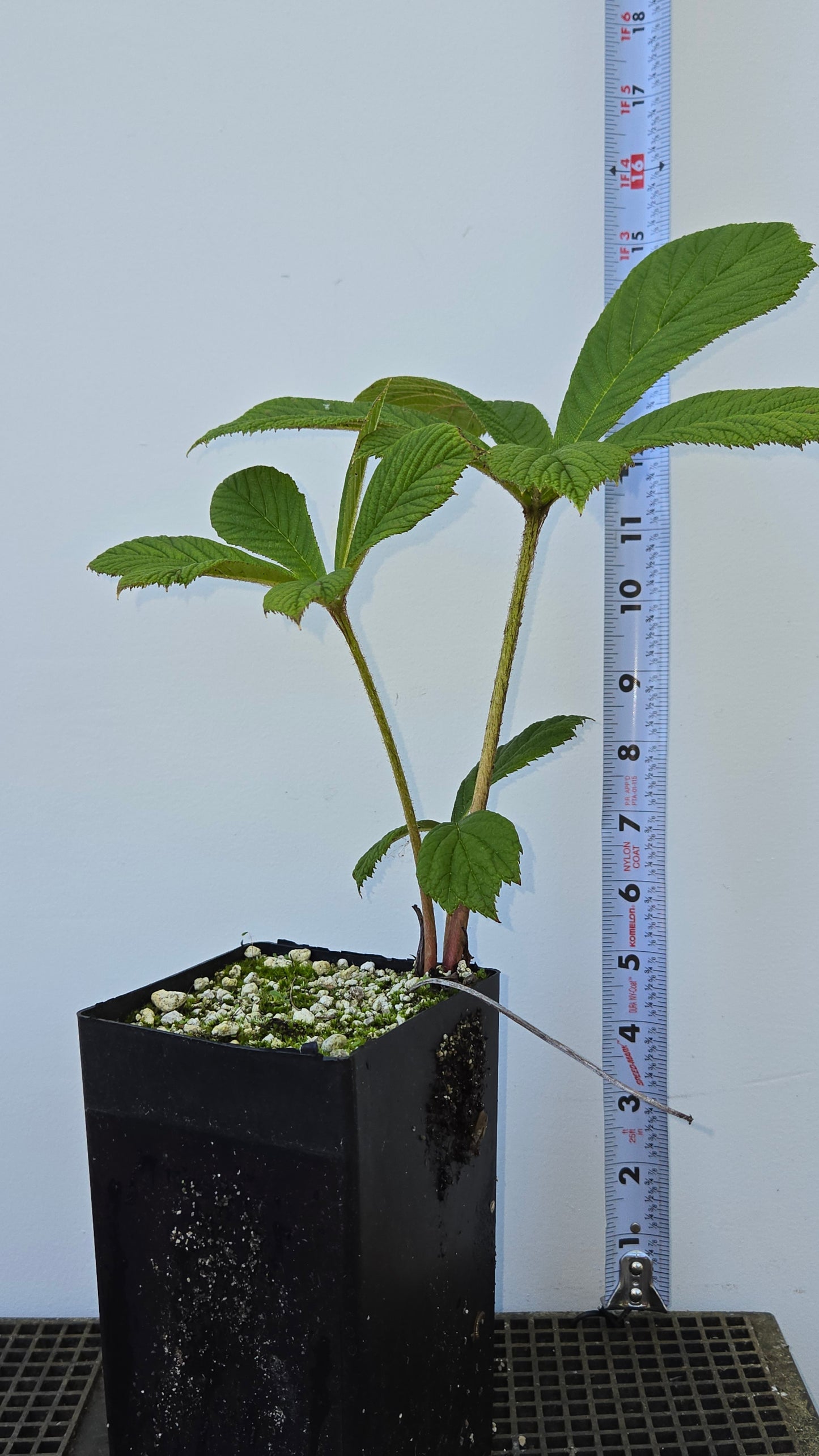 Rodgersia aesculifolia, Rodgersia