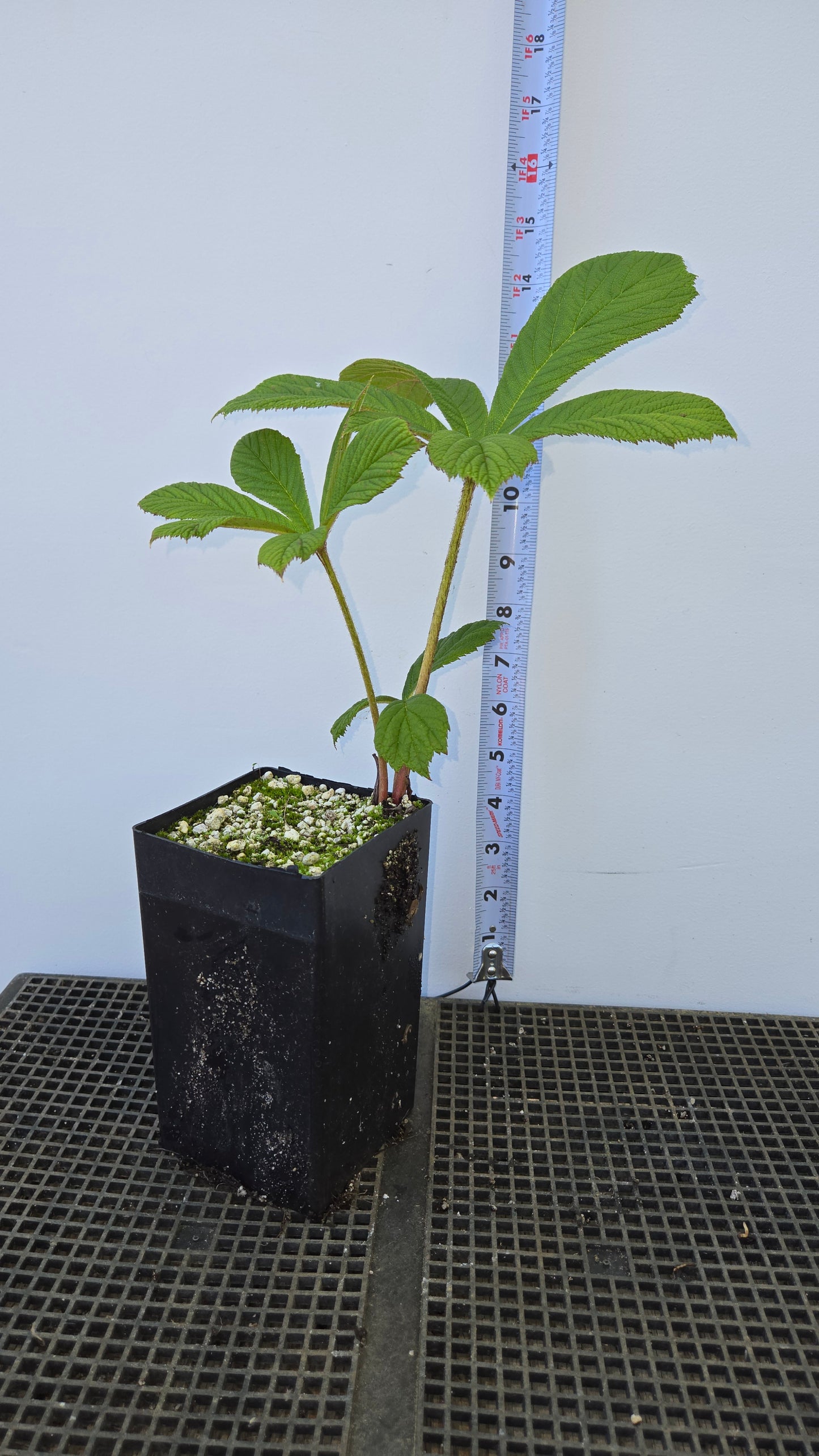 Rodgersia aesculifolia, Rodgersia